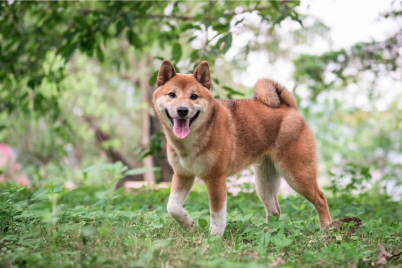 Hình chú chó Shiba đang bước đi