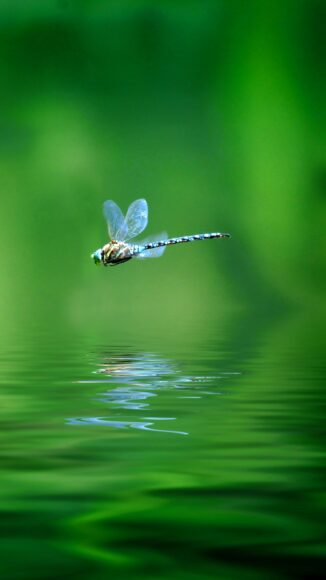 Hình con chuồn chuồn bay trên mặt nước