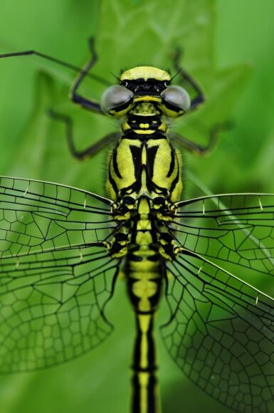 Hình con chuồn chuồn thân màu xanh đen