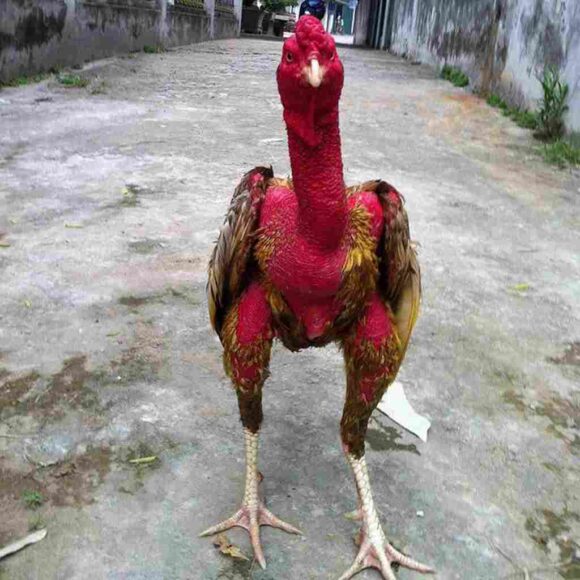 Hình gà chọi đẹp nhất