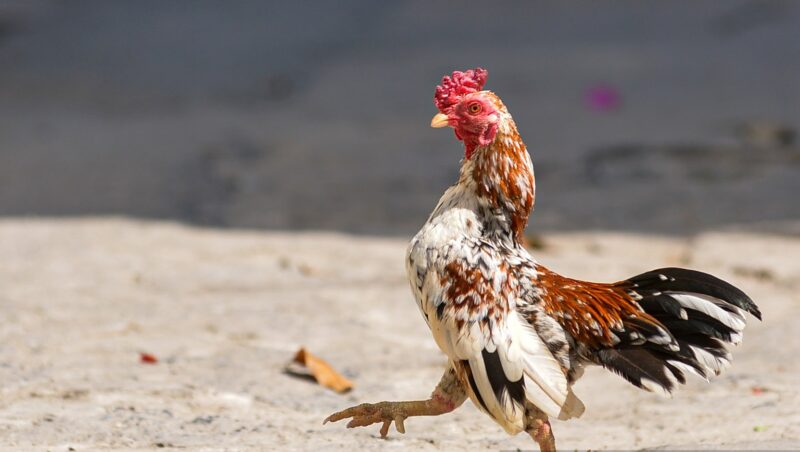 Hình gà trống lông màu lạ