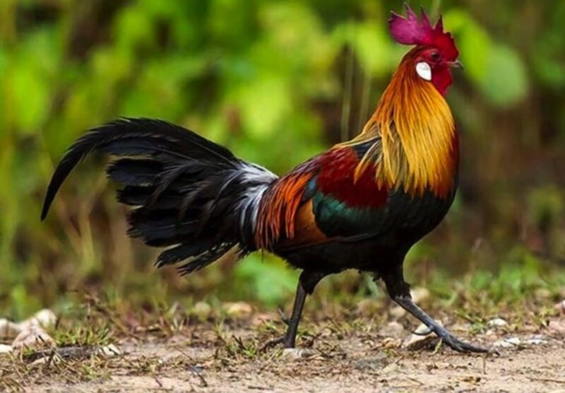 Hình gà trống siêu đẹp