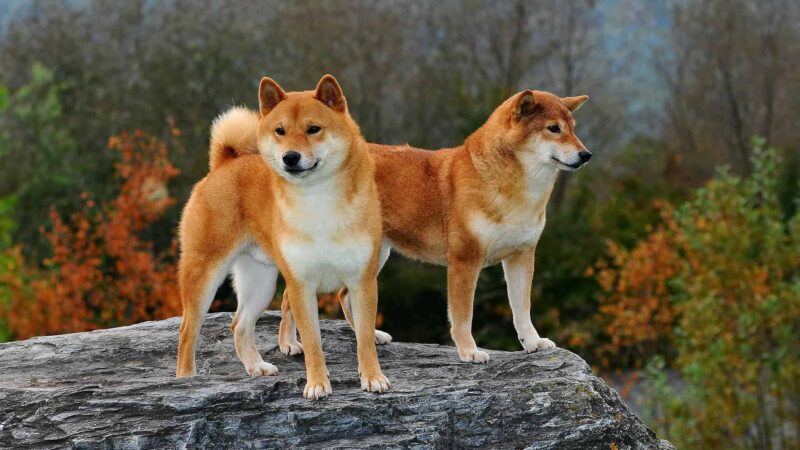 Hình nền chó Shiba
