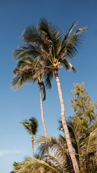 Hình nền iPhone 4K cây dừa