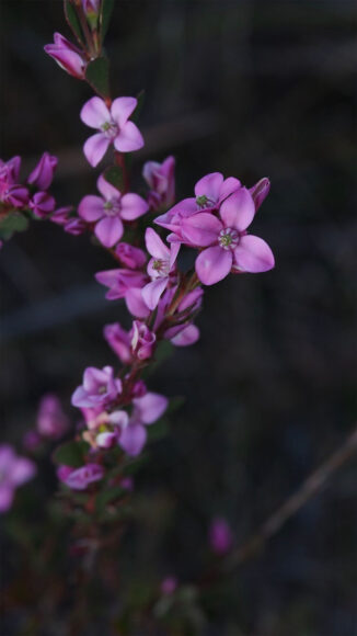 Hình nền iPhone 4K hoa tím