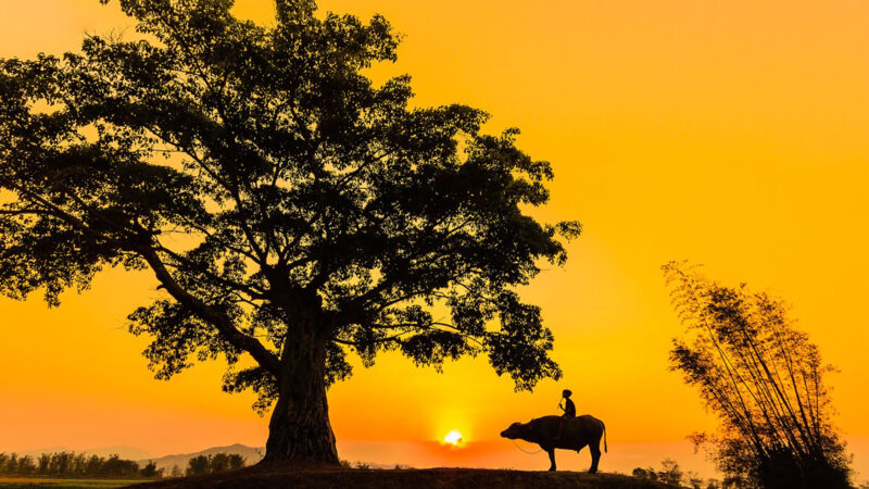 Hình nền quê hương Việt Nam