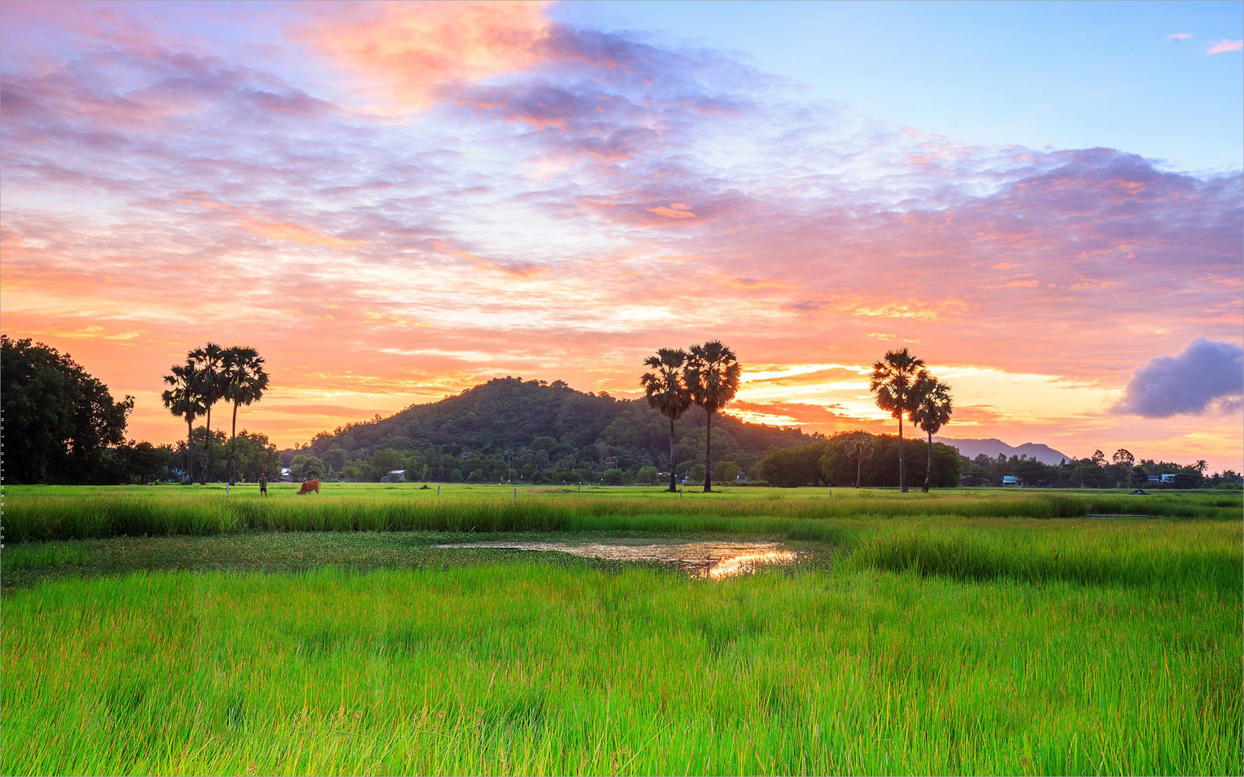 Tranh phong cảnh quê hương làng quê Việt Nam tranh phong thủy