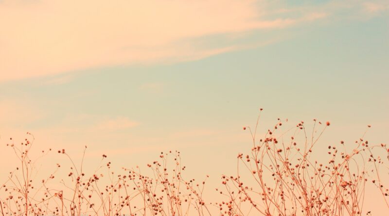 Phông nền vintage