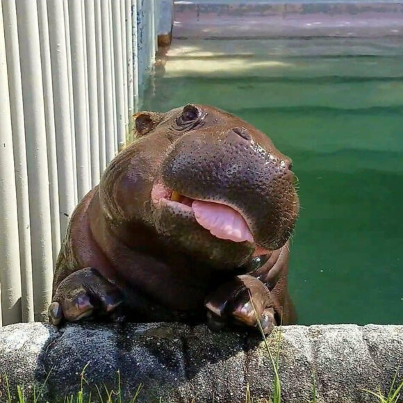 ảnh Hà Mã cực dễ thương