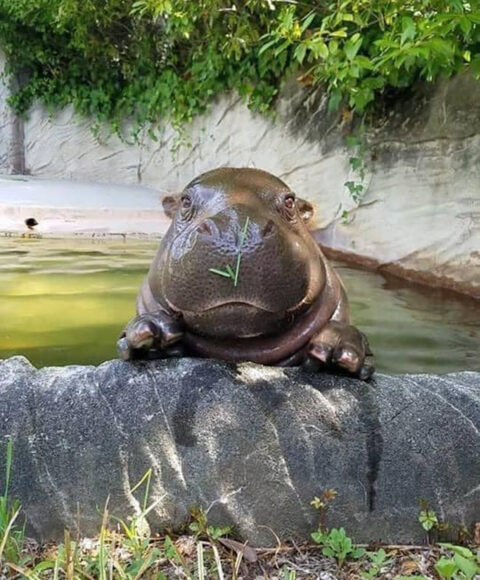 ảnh Hà Mã dễ thương