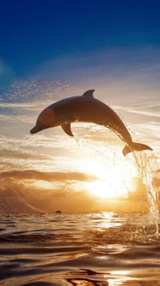 ảnh cá heo và ánh hoàng hôn rực rỡ