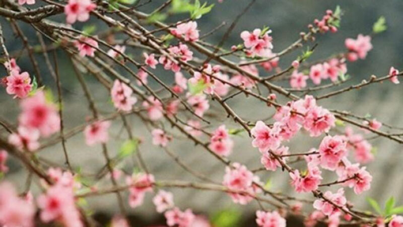 ảnh cây đào đẹp nhất