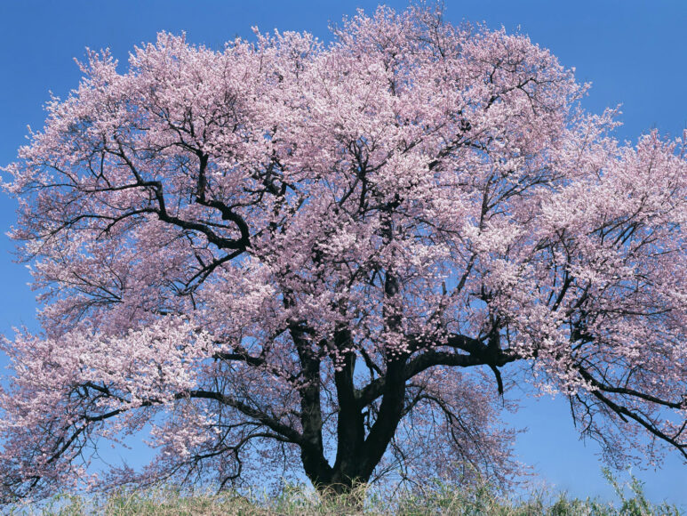 ảnh cây đào hoa anh đào