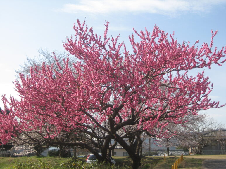 ảnh cây đào hồng rựcc