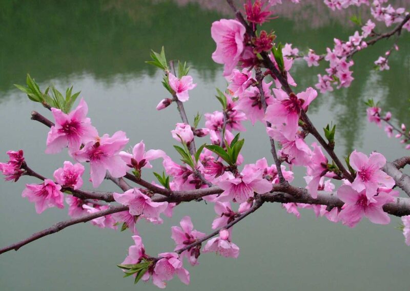 ảnh cây đào nở rộ