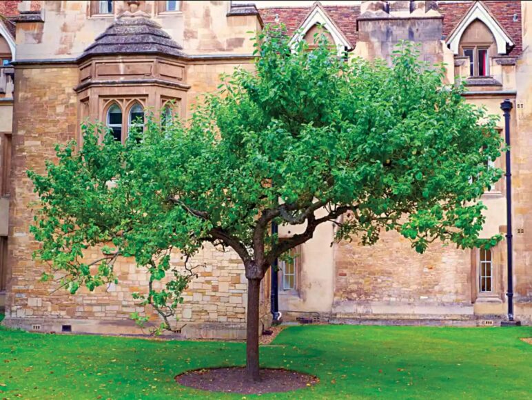 ảnh cây táo Newton