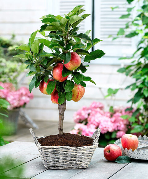 ảnh cây táo cảnh