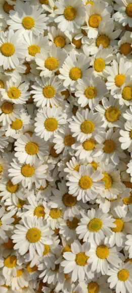 hình ảnh hoa cúc trắng đẹp