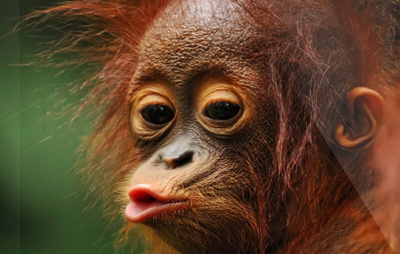 ảnh chu mỏ con đười ươi