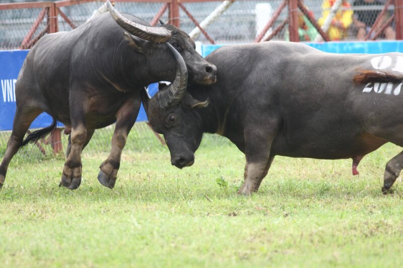 ảnh con trâu húc nhau nguy hiểm