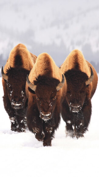 ảnh con trâu sừng ngắn xứ tuyết lạnh