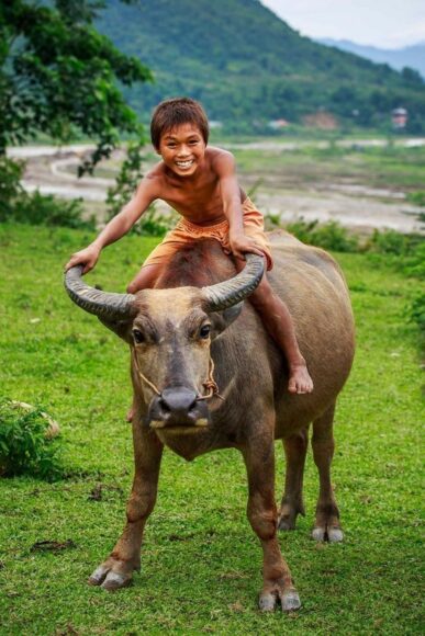 ảnh con trâu và chú bé cười vui vẻ