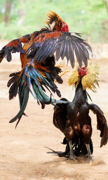 ảnh gà chọi đánh nhau cực sung