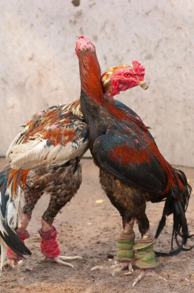 ảnh gà chọi đẹp bị buộc chân trước giờ đấu