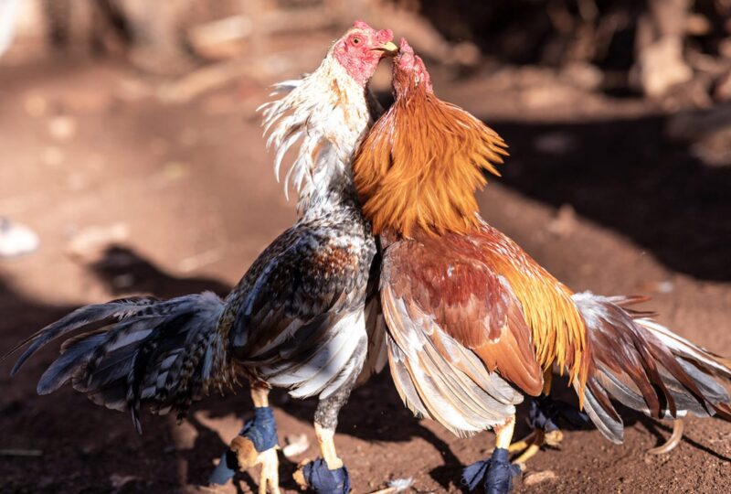 ảnh gà chọi ganh đua nhau trên sân đấu