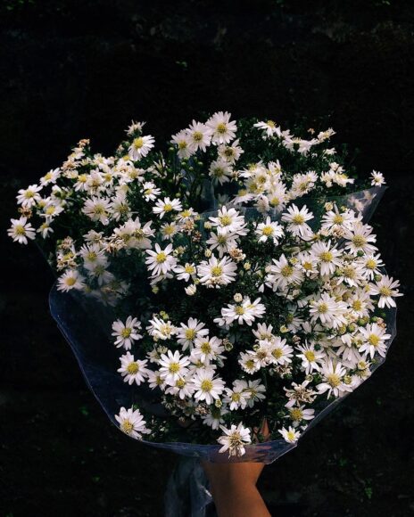 ảnh hoa cúc trắng nền đen cúc họa mi