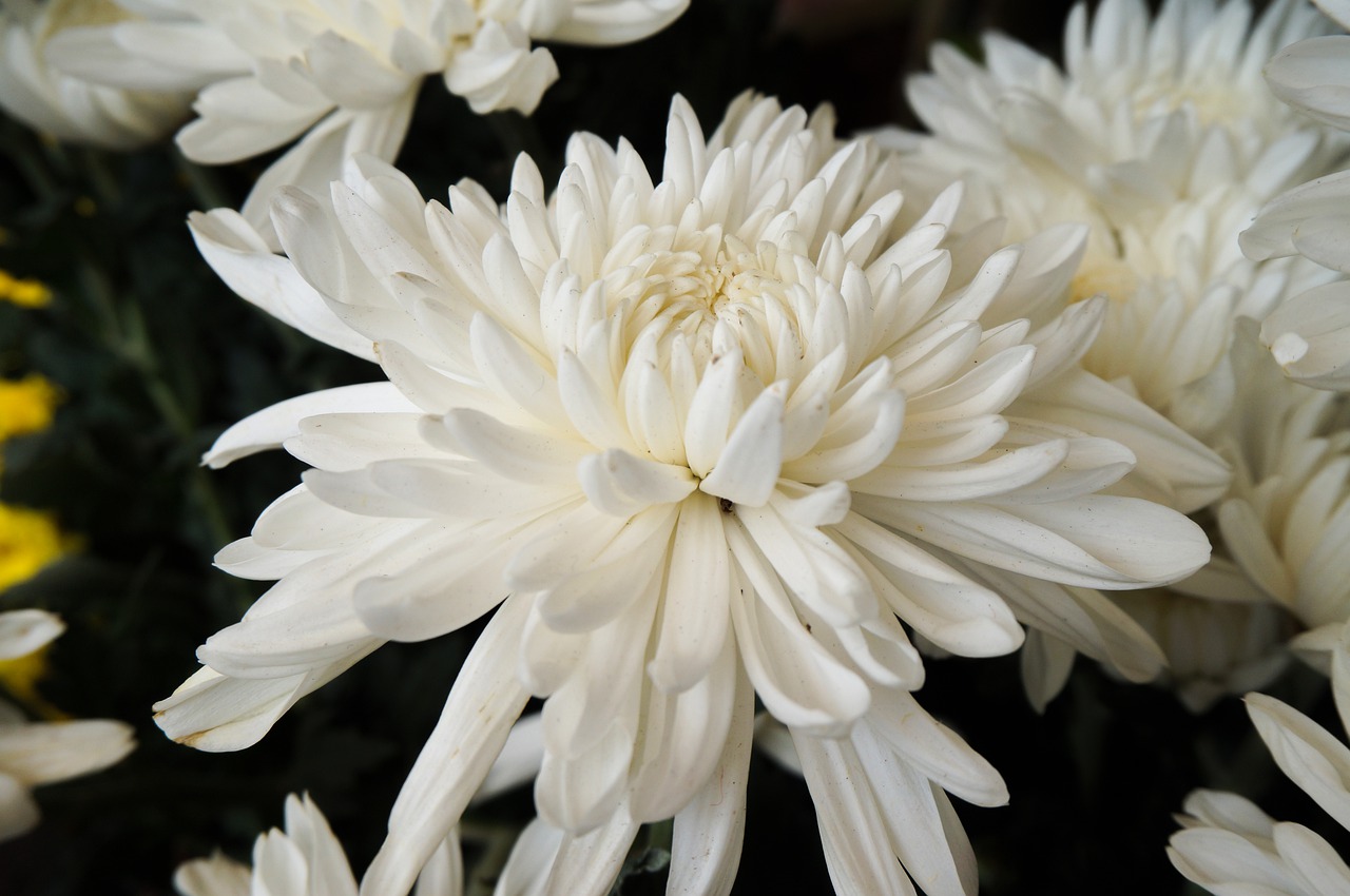 Tìm hiểu về hoa cúc trắng sự tích và ý nghĩa hoa cúc trắng