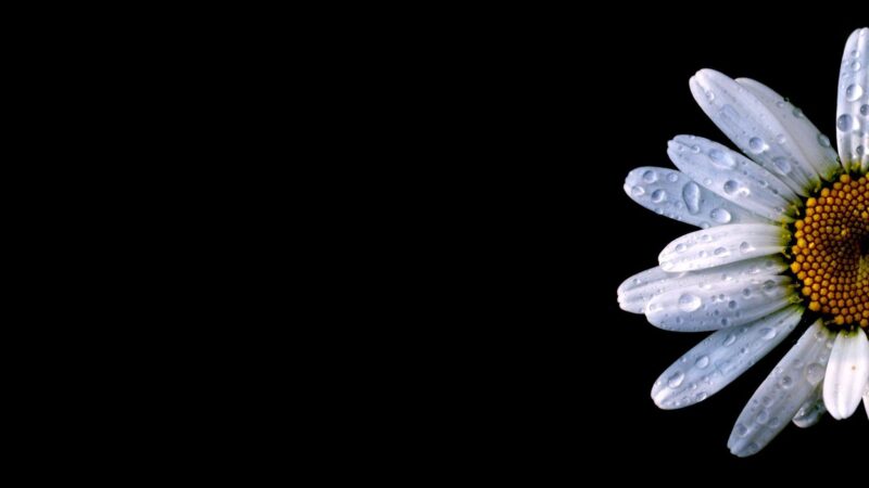 ảnh hoa cúc trắng nền đen nhẹ nhàng