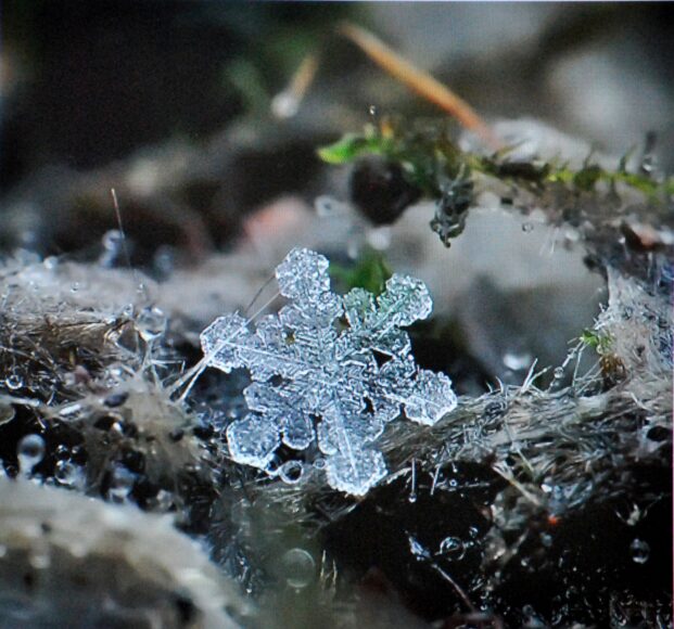 ảnh hoa tuyết lạ mắt