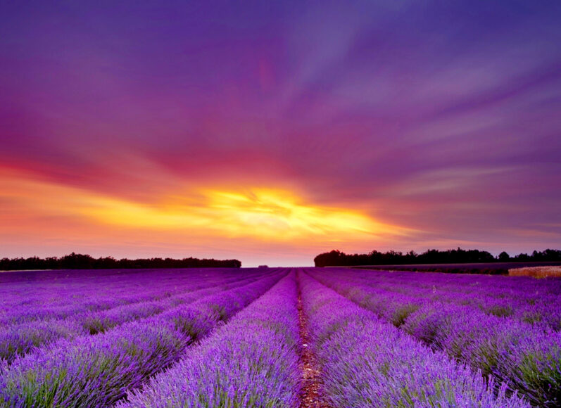 ảnh hoàng hôn tím cánh đồng hoa