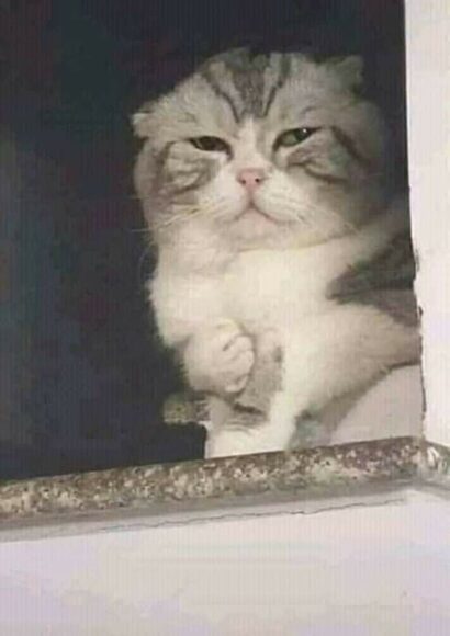 ảnh meme mèo giận dỗi