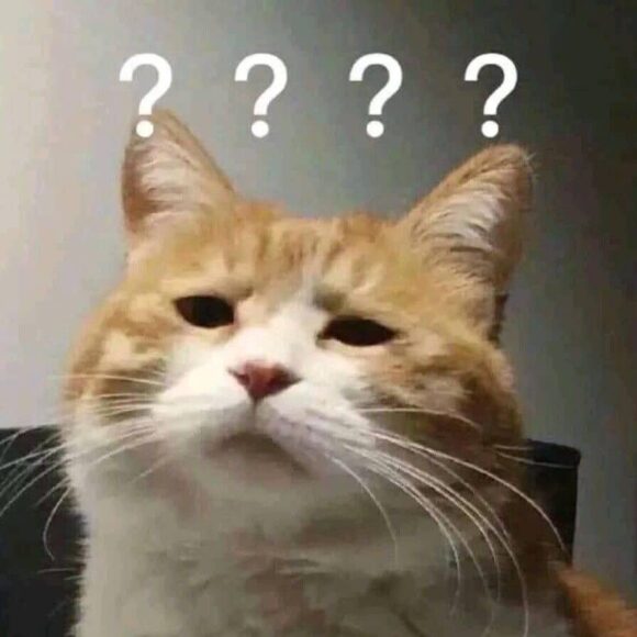 ảnh meme mèo hỏi chấm