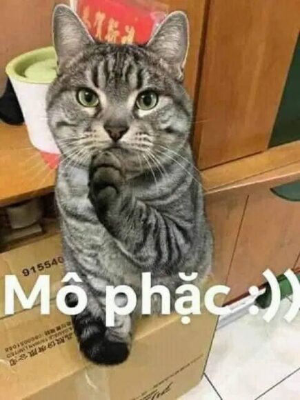 ảnh meme mèo mô phặc