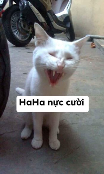 ảnh meme mèo nực cười