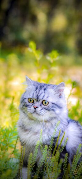 ảnh mèo Ba Tư lông nhuộm tím thời trang