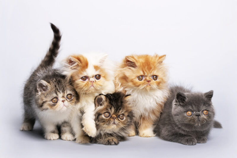 Group Of Small Persian Cats
