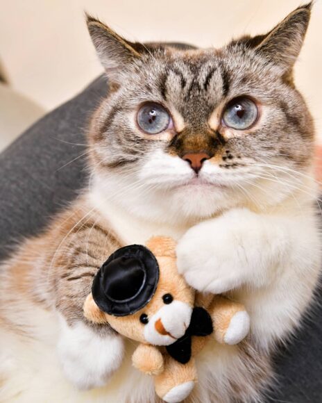 ảnh mèo Munchkin cute ôm món đồ chơi