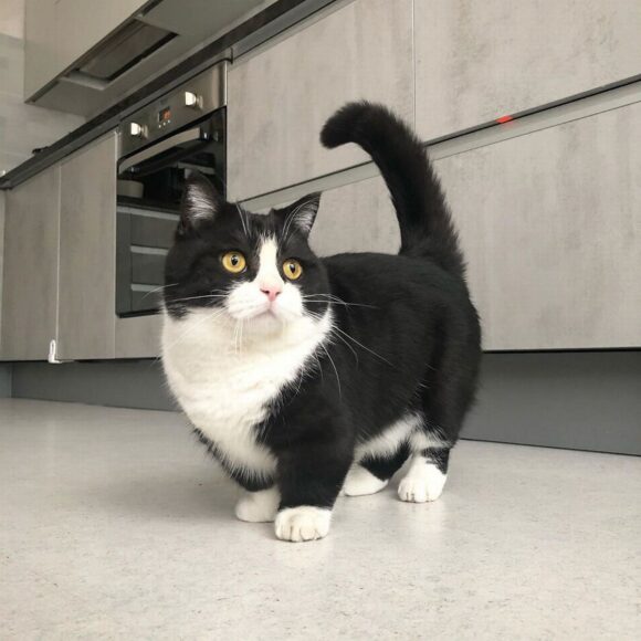 ảnh mèo Munchkin đen trắng đáng yêu