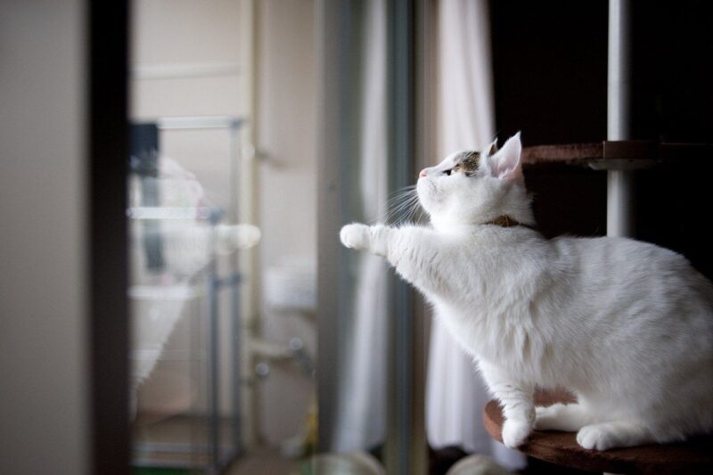 ảnh mèo Munchkin trắng với chân ra cửa sổ