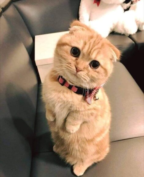 ảnh mèo Munchkin vàng đứng lên ngộ nghĩnh