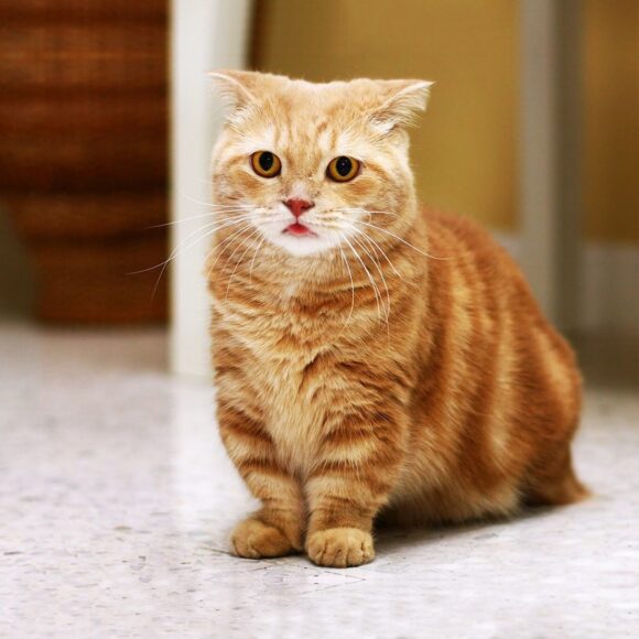 ảnh mèo Munchkin vàng xinh đẹp nhất