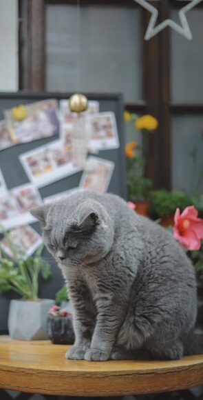 ảnh mèo Tai Cụp màu xám cúi đầu buồn ngủ