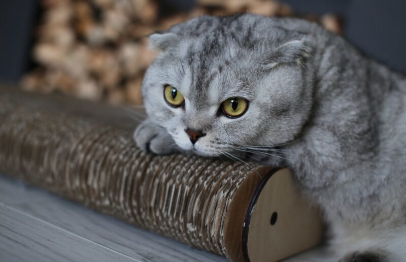 ảnh mèo Tai Cụp suy tư trầm ngâm