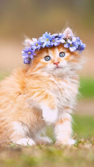 ảnh mèo anh lông dài đội hoa xinh xắn