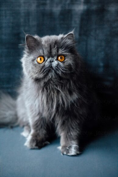 ảnh mèo anh lông dài hài hước ngộ nghĩnh