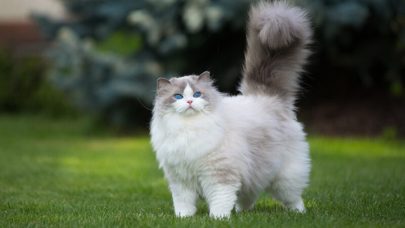 ảnh mèo anh lông dài màu trắng xám mắt xanh đẹp